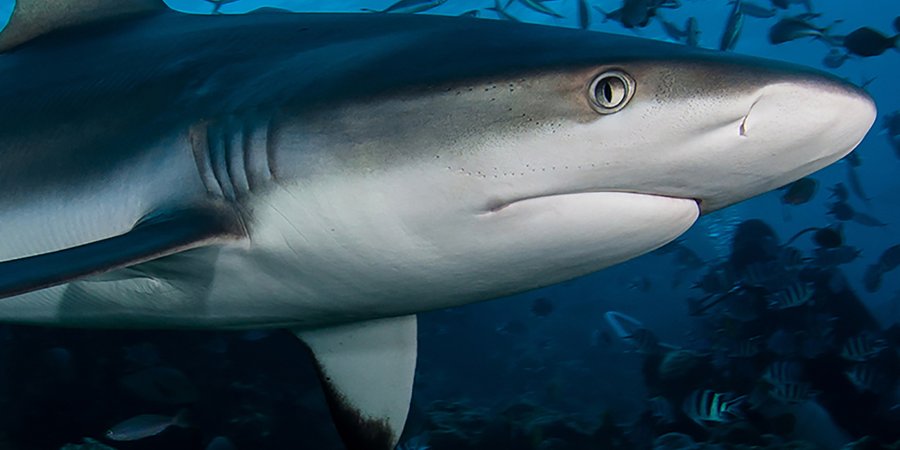 Shark Nets Supplier New South Wales